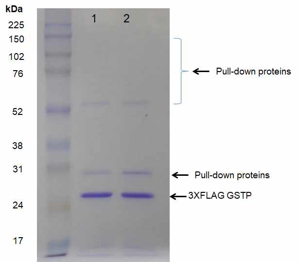 FLAG-GSTP 및 이와 함께 끌려나온 단백질들을 보여주는 SDS-PAGE 결과. Lane 1: MCF-7:R (50 mg); lane 2: T47D:R (50 mg)