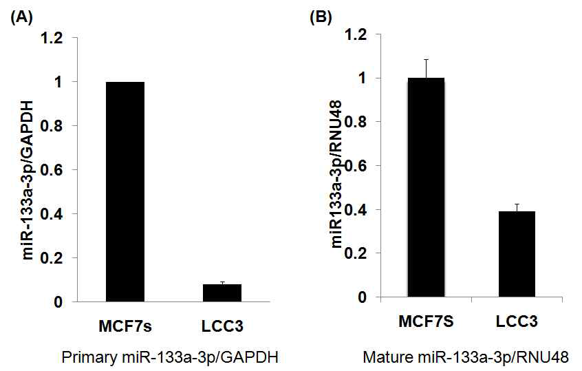 Tamoxifen-resistant 세포주에서 규명된 miRNA133a-3p의 저발현. Primary form miRNA (A) 및 Mature form miRNA (B)