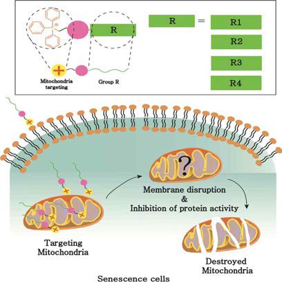 미토콘드리아 막을 파괴하거나 내부 단백질의 활동을 억제 또는 촉진시키는 약물의 작동 기작을 보여주는 그림