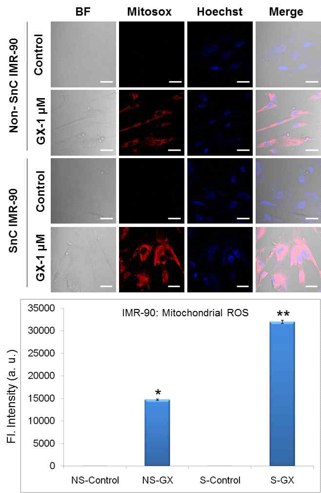 GX15-070 약물을 처리한 후, 정상 IMR90세포와 노화된 IMR90 세포에서 미토콘드리아의 활성 산소양을 관찰한 결과