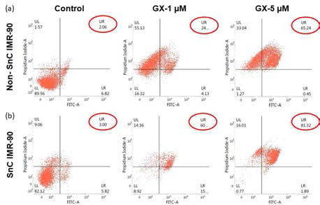 GX 약물에 의해 유도되는 세포사멸 정도를 보여주는 Annexin-V FACS 결과 (a) 정상 IMR-90 세포, (b) 노화 IMR-90 세포에서의 분석