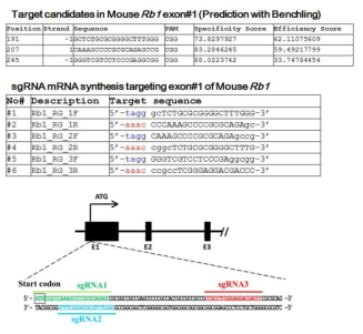 Rb1 표적 유전자 가위 (CRISPR/Cas9) 제작