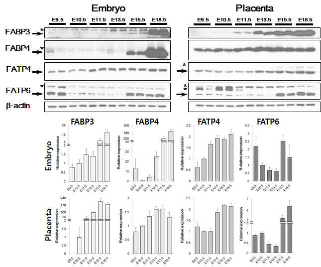 배아발생 시기별 배아 및 태반 내 지방산 결합/수송 단백질의 발현 분석