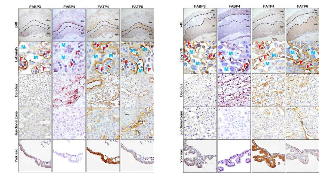마우스 E10.5 (좌) 및 E13.5 (우) 정상 태반에서 구획에 따른 지방산 결합/수송 단백의 발현 양상