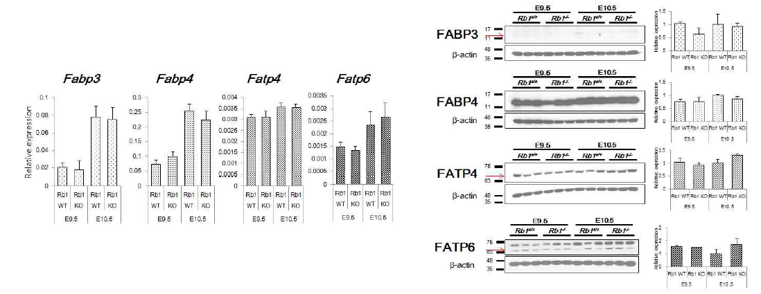 E9.5 및 E10.5 Rb1 결손태반에서 지방산 결합/수송 단백의 mRNA (좌)/protein (우) 발현 분석