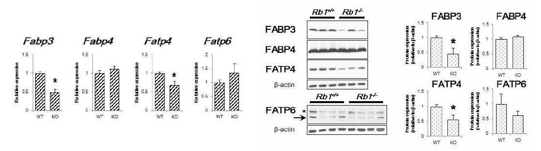 E13.5 시기의 Rb1 결손태반에서 지방산 결합/수송 단백의 mRNA (좌) 및 protein (우) 발현 분석