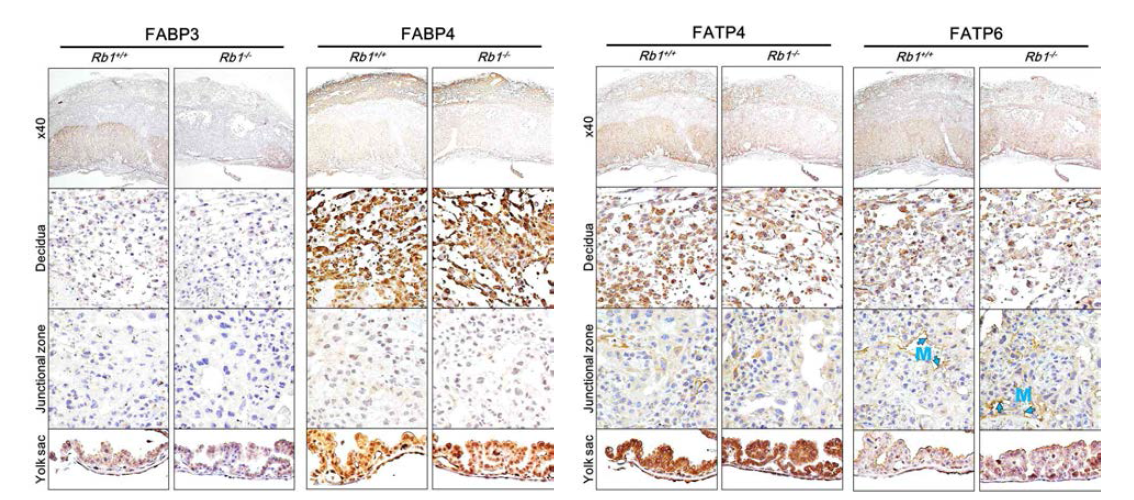 E13.5 Rb1 결손태반의 decidua, junctional zone, yolk sac에서 Fabp 및 Fatp의 발현