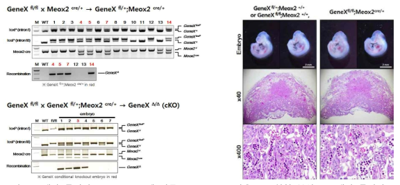 태반 특이적 gene rescue에 따른 GeneX cKO 마우스 표현형 분석. (a) 태반 특이적 GeneX rescue (embryo proper specific GeneX KO), (b) E10.5 embryo proper 특이적 GeneX 결손배아의 정상 발달