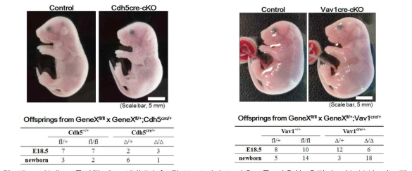 조혈세포 특이적 Cre (Cdh5_left 및 Vav1_right) 마우스를 이용한 유전자 기능분석 시스템 구축