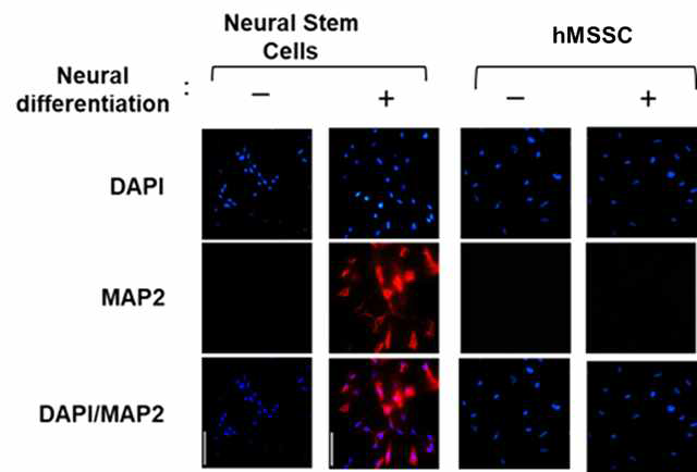 배아줄기세포로부터 유도한 새로운 인간 근골격 줄기세포의 신경세포로의 분화능. 배아줄기세포로부터 유도한 새로운 근골격 줄기세포를 신경 분화 배지(2% B27, 2 mM GlutaMAX 및 항생제를 포함하는 Neurobasal medium)에서 7일 동안 incubation시키고 그 후 0.5 mM 디부틸 cAMP(Sigma)를 3일 동안 매일 첨가하면서 배양하였음. 그 뒤, 신경 세포로의 분화 마커인 MAP2에 대하여 세포면역형광법을 수행하였음. NSC(StemPro®Neural Stem Cells)를 신경세포 분화의 양성 대조군으로 사용하였음. DAPI는 핵을 대조염색한 것임