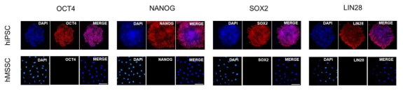 배아줄기세포와 유도만능줄기세포로부터 유도한 새로운 인간 근골격 줄기세포의 pluripotent marker 발현. 인간 배아줄기세포와 유도만능줄기세포로부터 유도한 새로운 인간 근골격 줄기세포를 Oct4, Nanog, Sox2 및 Lin28에 특이항체로 염색한 후 형광현미경으로 이미지를 얻음. DAPI는 핵을 대조염색한 것임