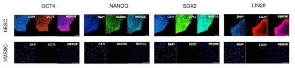 인간 배아줄기세포와 이로부터 유도한 새로운 인간 근골격 줄기세포의 pluripotent marker 발현. 인간 배아줄기세포와 이로부터 유도한 새로운 인간 근골격 줄기세포를 Oct4, Nanog, Sox2 및 Lin28에 특이항체로 염색한 후 형광현미경으로 이미지를 얻음. DAPI는 핵을 대조염색한 것임