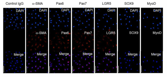 새로운 근골격줄기세포의 여러 계통의 특이 마커 분석. 새로운 인간 근골격 줄기세포를 α-SMA, Pax6, Pax7, LGR5, SOX9 및 MyoD 에 특이항체로 염색한 후 형광현미경으로 이미지를 얻음. DAPI는 핵을 대조염색한 것임
