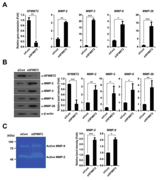 LNCaP 세포주에서 SFMBT2 녹다운에 의한 MMPs 발현의 증가