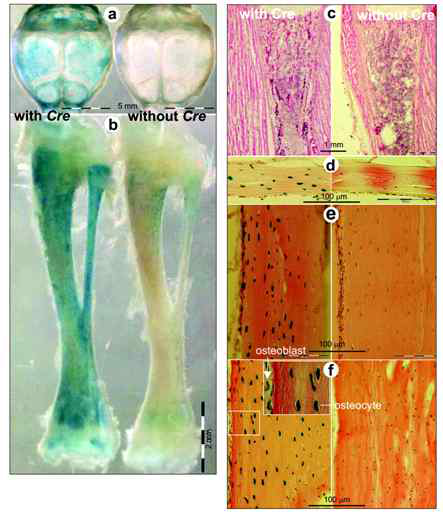 Dmp1-cre가 골세포에서 특이적으로 발현함. R26R와 Dmp1-cre가 모두 발현할 때 파란색으로 나타남. 우측 샘플은 R26R 유전자만 발현한 생쥐. 2주령 생쥐의 두개골과 (a) 경골(b), 6일령 두개골 (c), 1달된 생쥐의 두개골 (d)과 경골 (e), 4개월령 생쥐의 경골 (f)에서 모두 골세포 특이적으로 cre가 나타남 (J Dent Res, 2007)