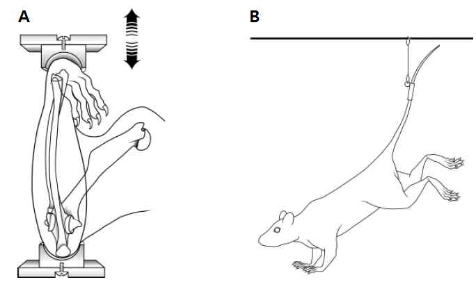 생쥐 척골에 기계적인 충격을 가하는 방법 (A)과 꼬리 매달기 실험 방법 (B) (J Biol Chem, 2008)