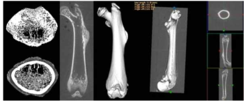 micro-CT를 이용한 뼈 분석