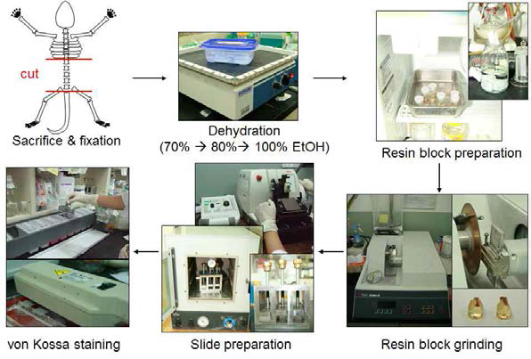 von Kossa 염색을 위한 시편 제작 과정 뼈 절단-> 탈수-> 레진 준비-> 레진 다듬기-> 슬라이드 제작-> von Kossa 염색