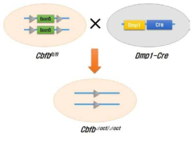 Cre-Loxp system을 이용하여 골세포 특이적으로 Cbfb를 제거함