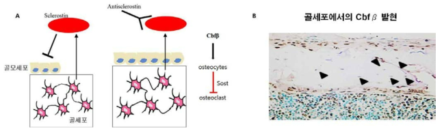 면역학염색을 이요한 골세포에서의 Cbfβ의 발현