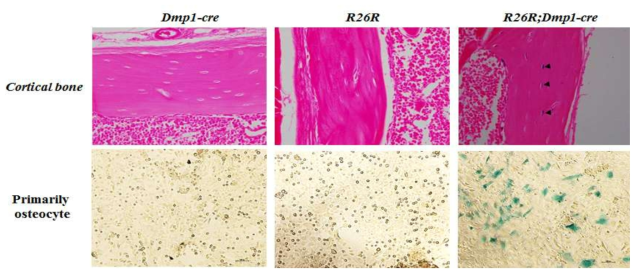 골세포에서의 Dmp1 Cre의 활성 확인