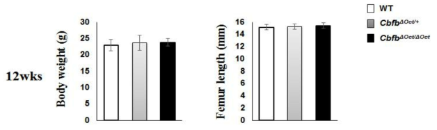 골세포에서의 Cbfb의 결실은 몸무게와 뼈 길이 형성에 영향주지 않음