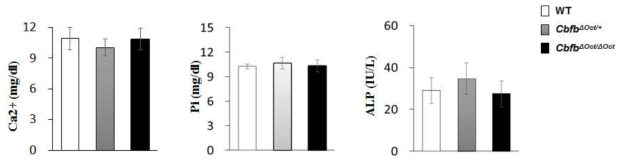 골세포에서의 Cbfβ의 결실은 몸무게와 뼈 길이 형성에 영향주지 않음 골세포에서의 Cbfβ의 결실은 혈액 칼슘, 인, ALP에 영향주지 않음