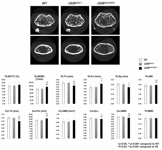 12주령 뼈 micro-CT 뼈 분석