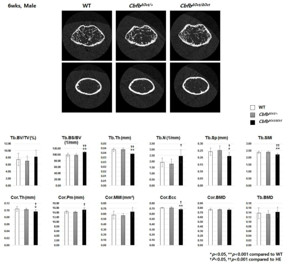 6주령 뼈 micro-CT 뼈 분석