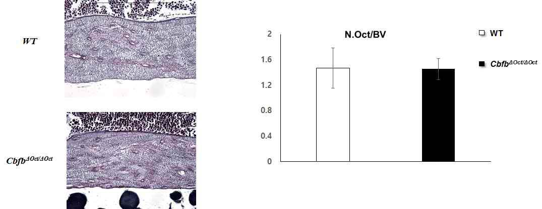 Bodian 염색을 통한 CbfbΔOct/ΔOct 골세포 분석