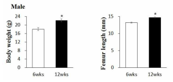 마우스 6주령과 12주령에서의 몸무게, 뼈 길이 변화 관찰
