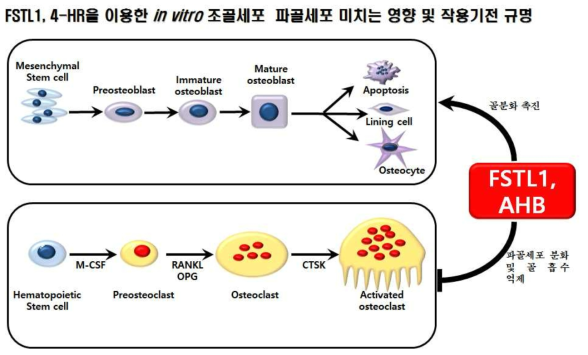 FSTL1, AHB 약물 골다공증 치료제 가능성 검증