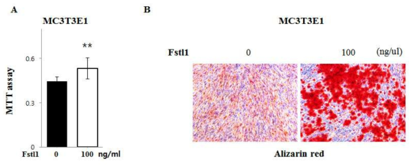 FSTL1에 의한 골모세포의 증식과 분화 A) MTT assay를 통하여 FSTL1은 골모세포의 증식 촉진 B) Alizarin Red 염색을 통하여 FSTL1은 골모세포의 분화 촉진