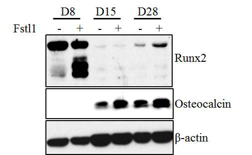 Western blot을 이용한 골분화마커의 발현변화 FSTL1을 MC3T3E1세포 분화과정 중 처리하여 Day 8, 15, 28에 세포에서 단백질을 추출하여 분석한 결과 Runx2와 osteocalcin의 발현이 증가함