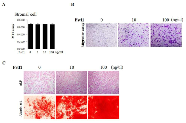 FSTL1을 이용한 시험관 내 골수줄기세포에서 골분화 유도능 평가 A) MTT assay를 통하여 FSTL1은 골모세포의 증식을 촉진. B) Alizarin Red 염색을 통하여 FSTL1은 골모세포의 분화 촉진