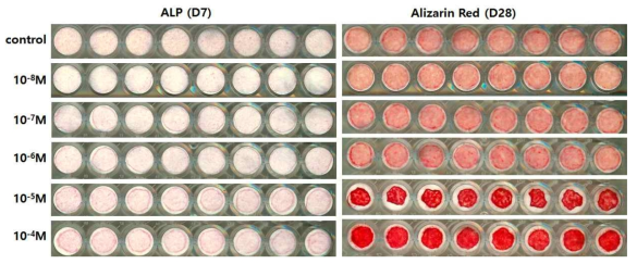 4-HR을 이용한 골분화 유도능 평가 ALP와 Alizarin Red 염색을 통하여 4-HR은 골모세포의 분화를 촉진함을 관찰