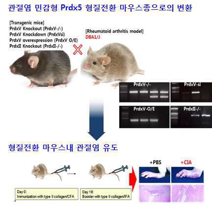 관절염 유발 민감성 마우스인 DBA1/J strain으로 genetic background 전환