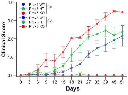 Prdx5 WT, HT, KO type 마우스에 CIA를 통해 골관절염을 유도한 후 측정한 임상수치