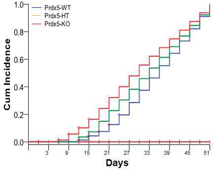 Prdx5 KO, HT, WT mouse CIA유도시 Cumulative incidence 증가수치