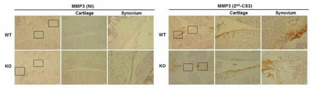 IHC를 통한 Prdx5 KO와 WT CIA 마우스의 MMP3발현 확인