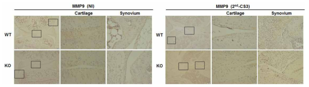 IHC를 통한 Prdx5 KO와 WT CIA 마우스의 MMP9발현 확인
