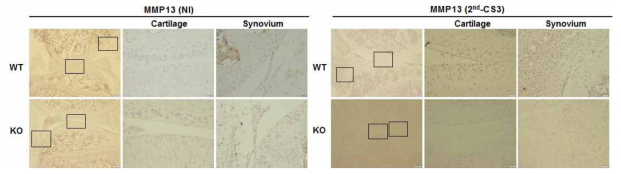 IHC를 통한 Prdx5 KO와 WT CIA 마우스의 MMP13발현 확인