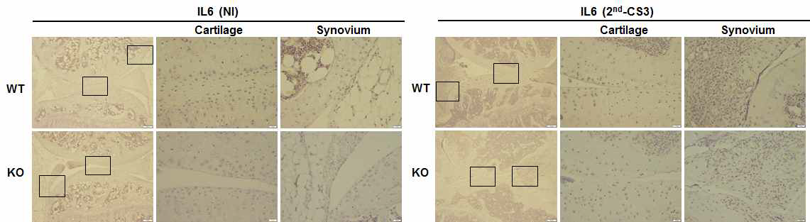 IHC를 통한 Prdx5 KO와 WT간의 CIA 유도시 IL6발현 확인