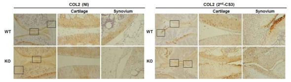 IHC를 통한 Prdx5 KO와 WT간의 CIA 유도시 COL2발현 확인