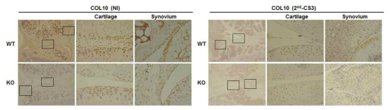 IHC를 통한 Prdx5 KO와 WT간의 CIA 유도시 COL10발현 확인