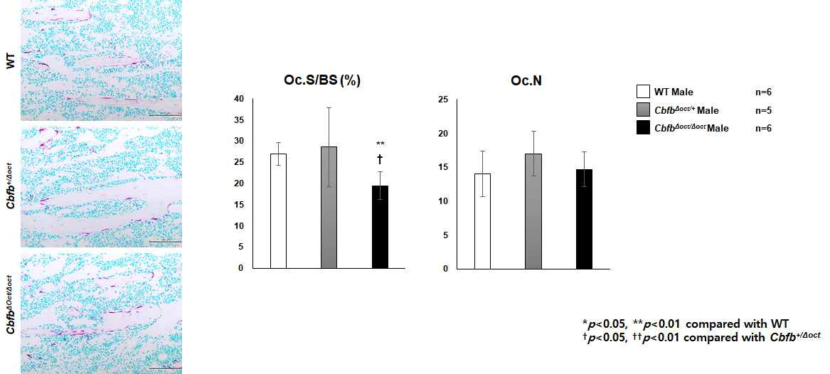 성장기 CbfbΔOct/ΔOct 마우스에서의 파골세포 변화