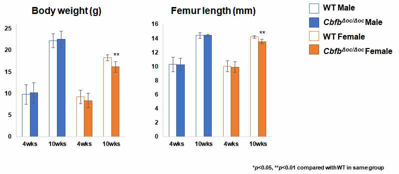 CbfbΔoc/Δoc 마우스 몸무게 뼈 길이 변화