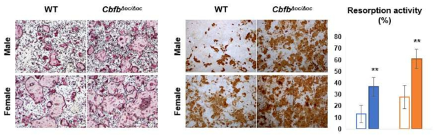 Cbfb 결실에 의한 파골세포의 분화 및 골흡수 분석