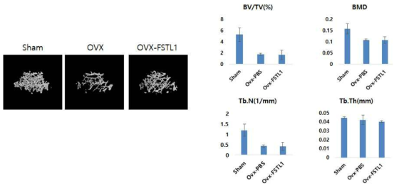 FSTL1를 투여 시 골량 변화