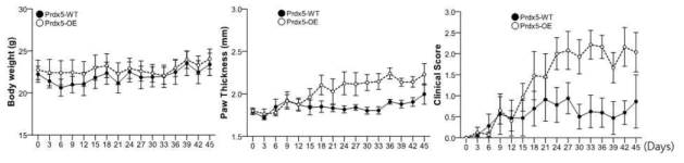 Prdx5 과발현 마우스에서 골 관절염 유도시 임상적 수치와 부종 결과